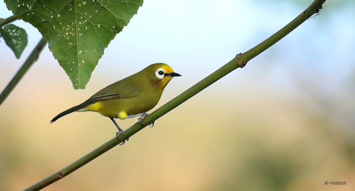 Kikuyu White-eye - ML643667173