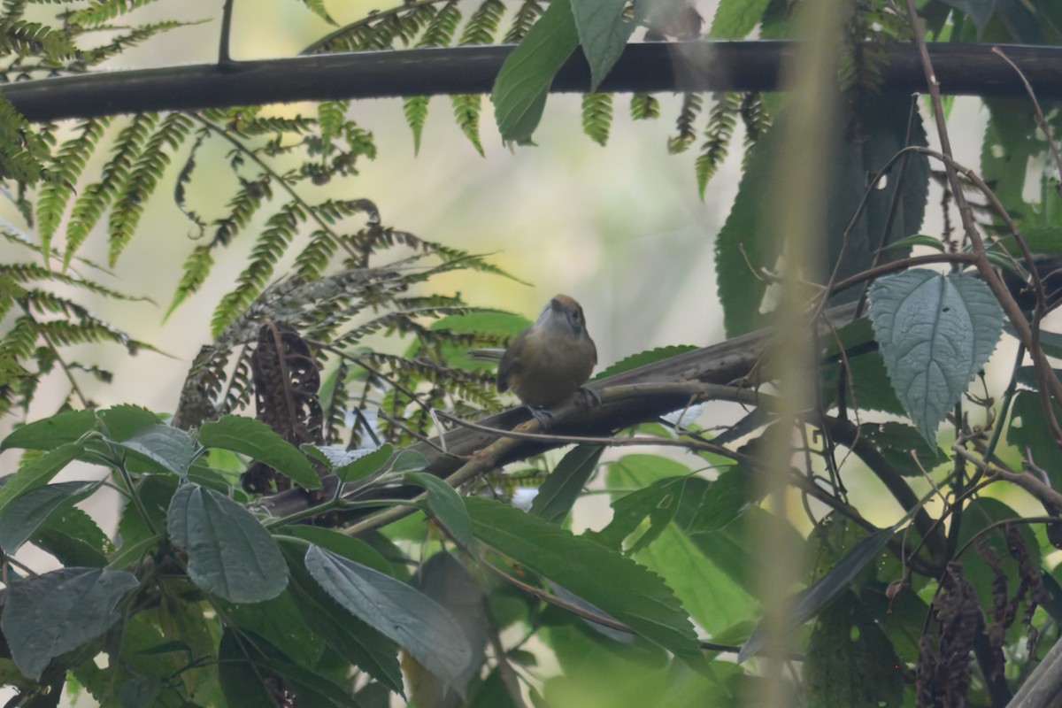 Rufous-crowned Greenlet - ML643667175