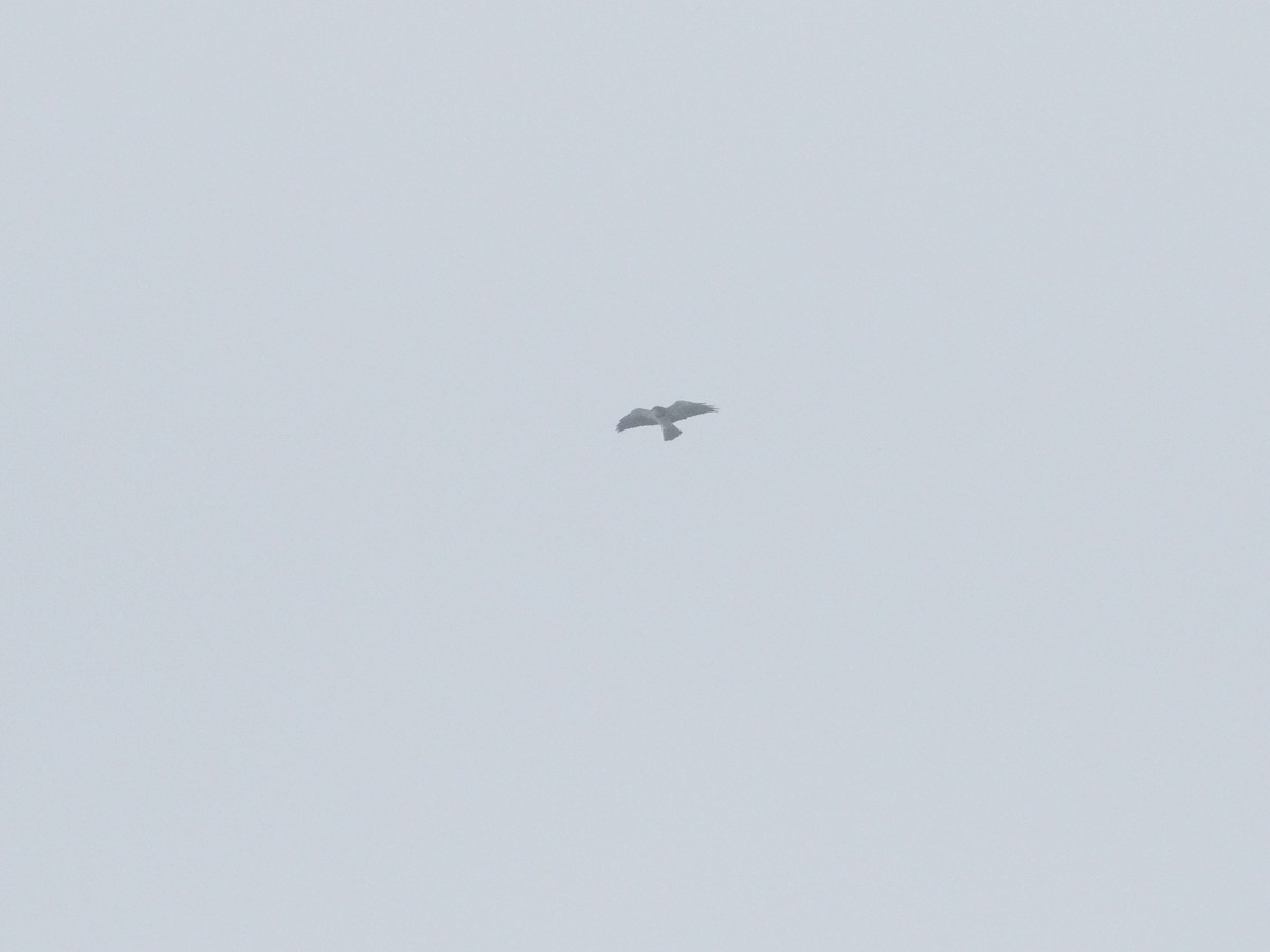 Präriebussard - ML643667182