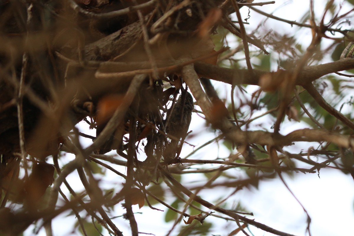 Bewick's Wren - ML643667187