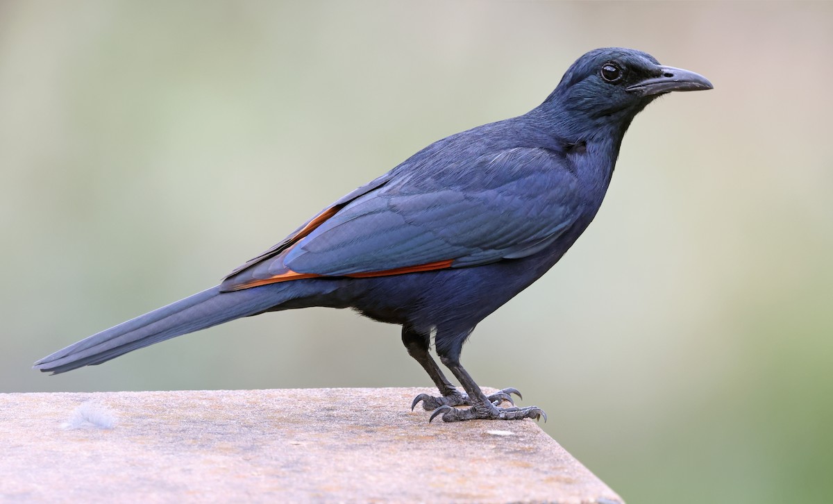Red-winged Starling - ML643667203