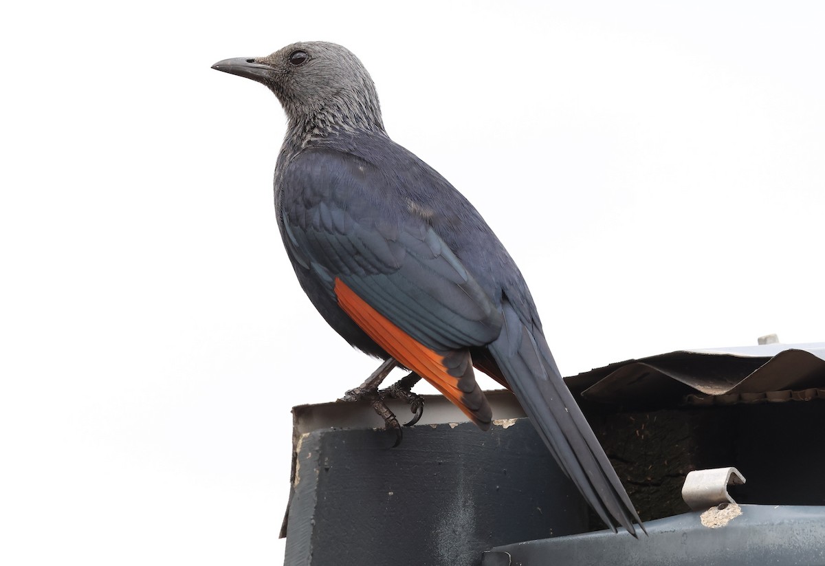 Red-winged Starling - ML643667210