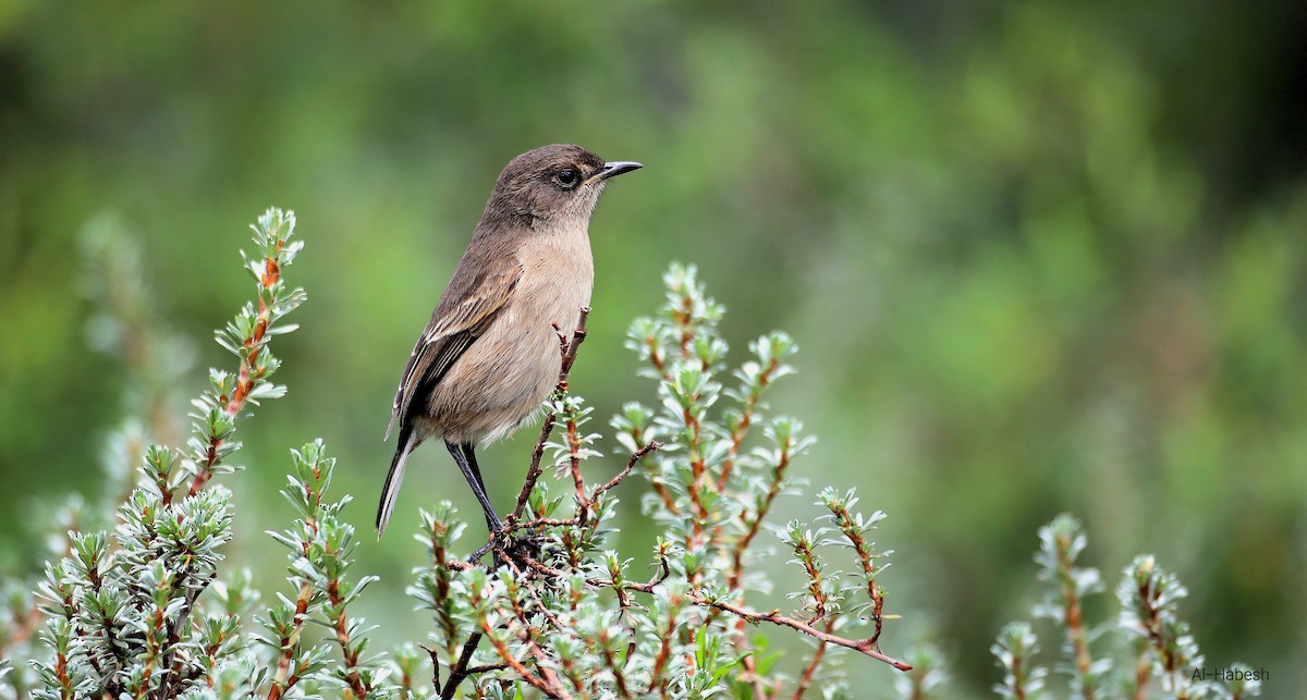 Moorland Chat - ML643667218