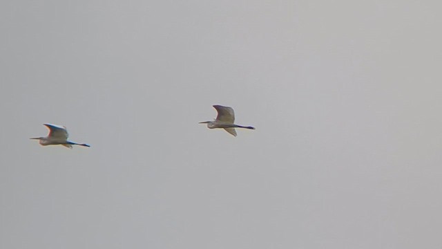 Great Egret - ML643667219