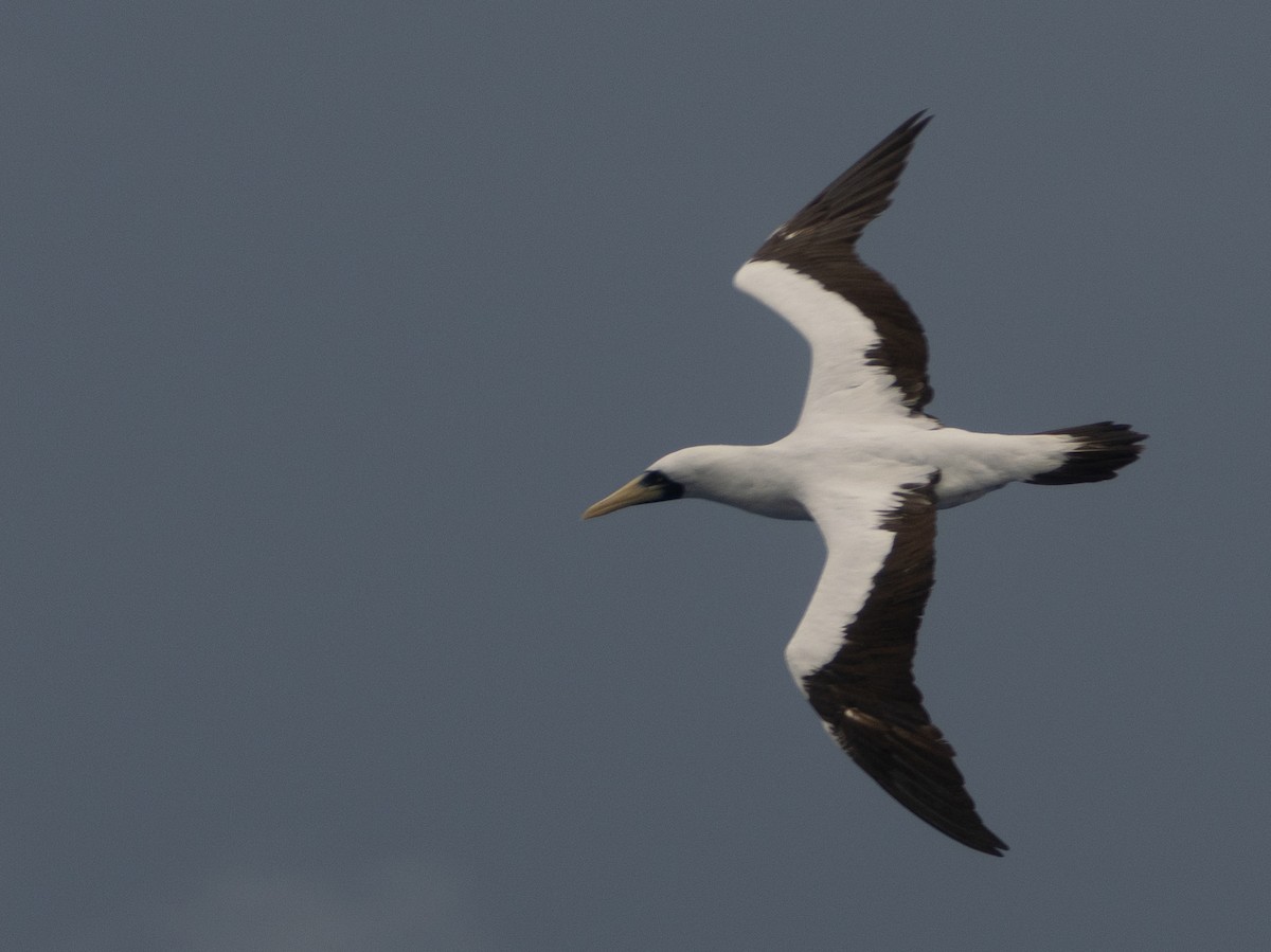 Masked Booby - ML643667223