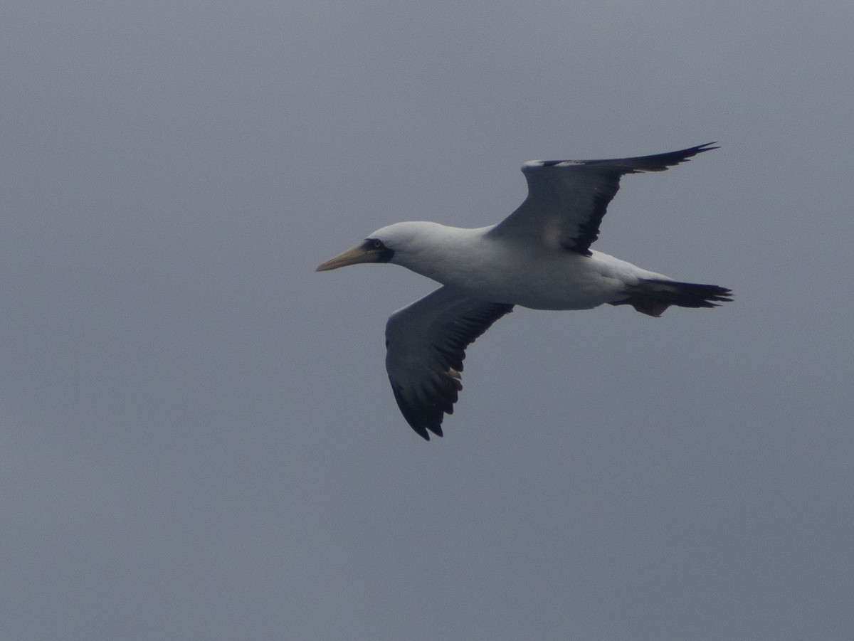 Masked Booby - ML643667230