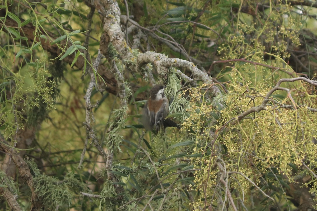 Chestnut-backed Chickadee - ML643667231