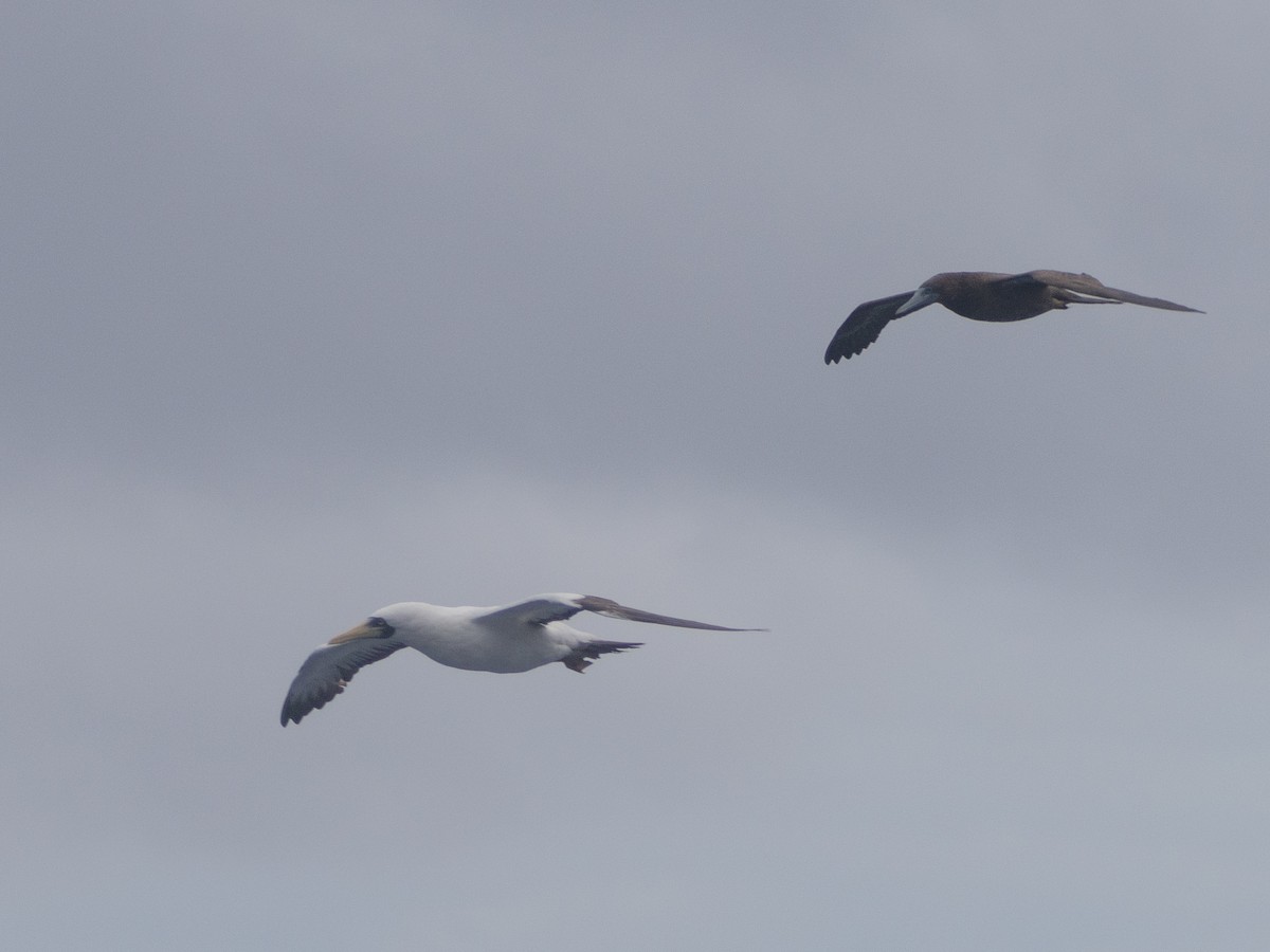 Masked Booby - ML643667233