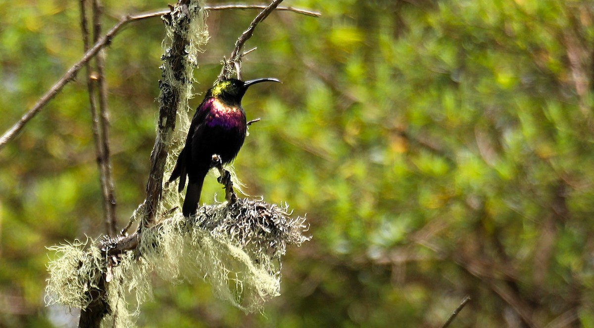 Tacazze Sunbird - ML643667245