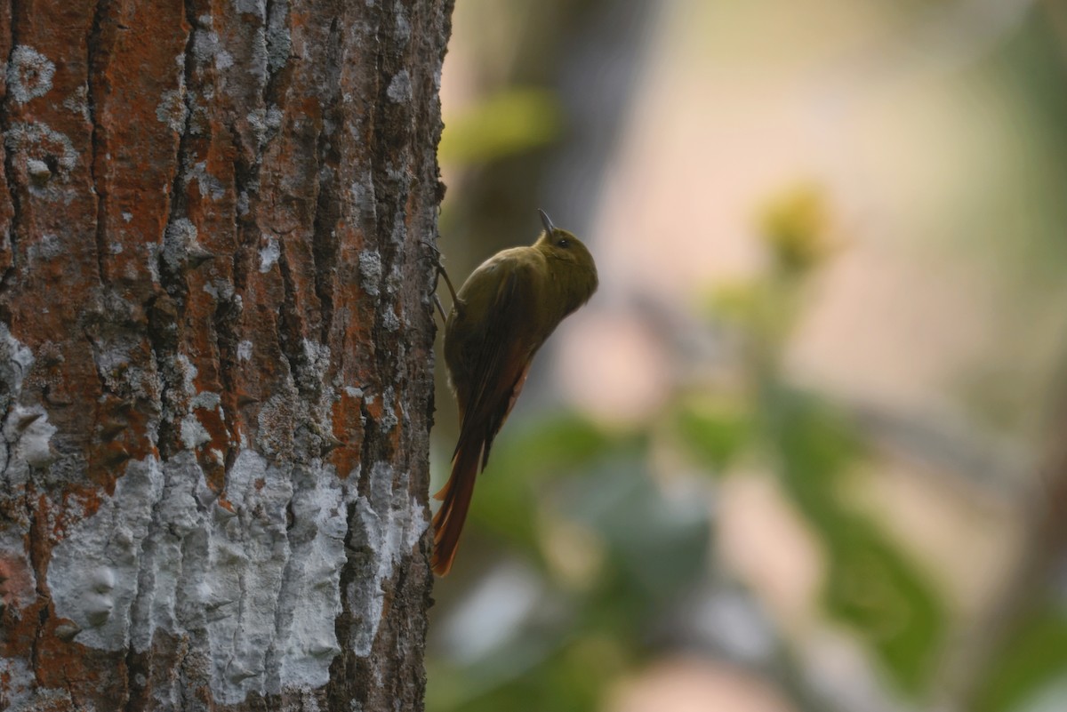 Дереволаз оливковий (підвид sylviellus/olivaceus) - ML643667249