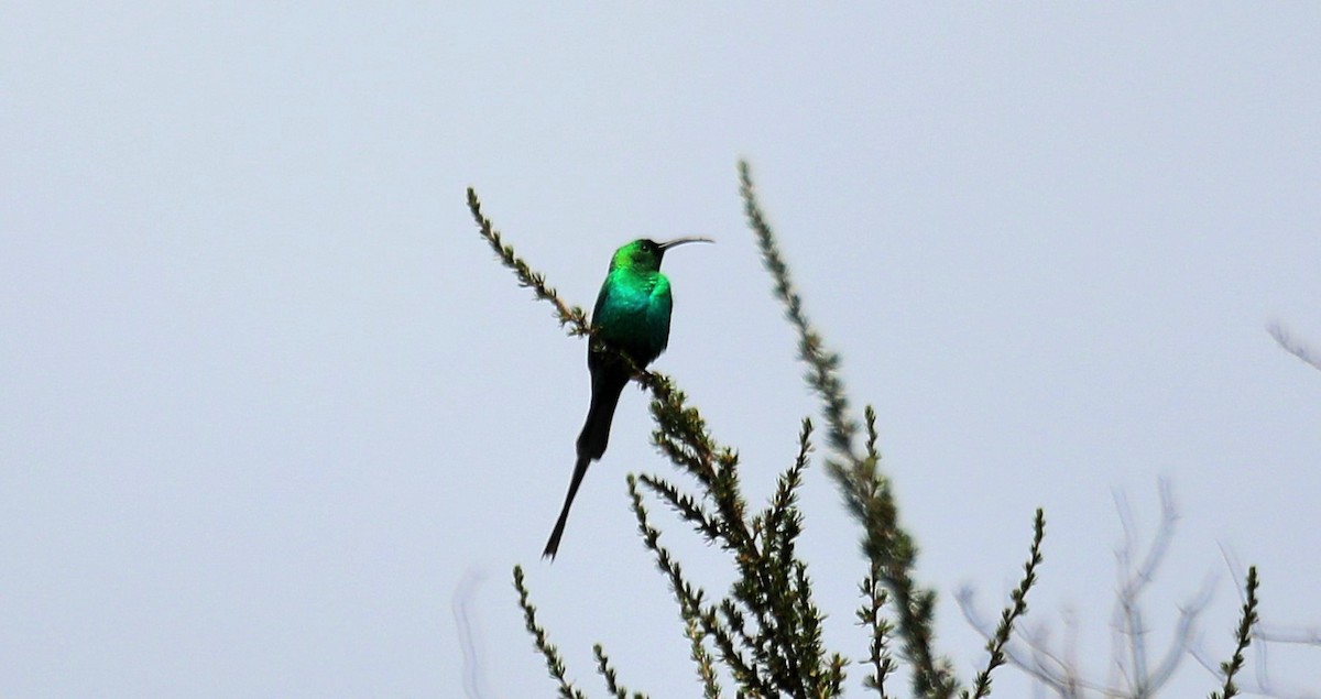 Malachite Sunbird - ML643667260