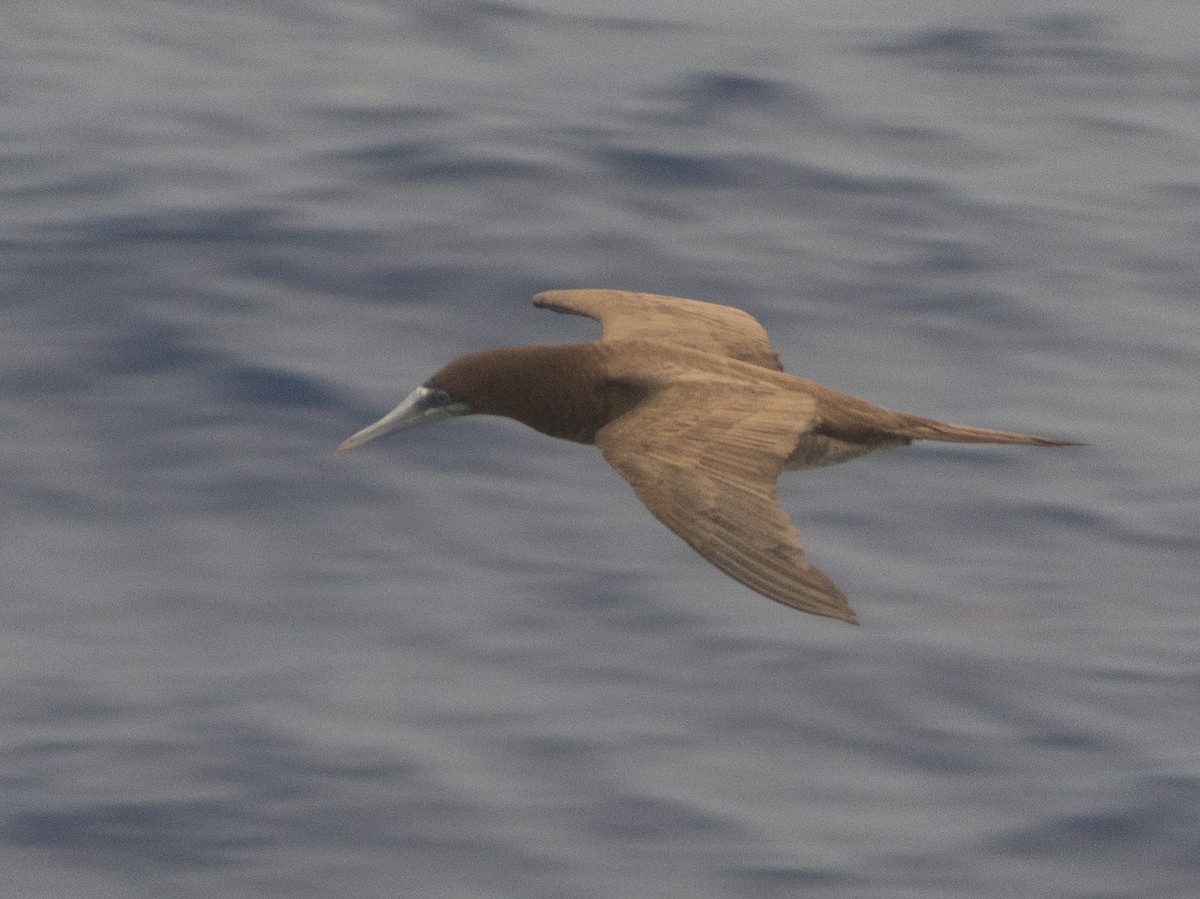 Brown Booby - ML643667262