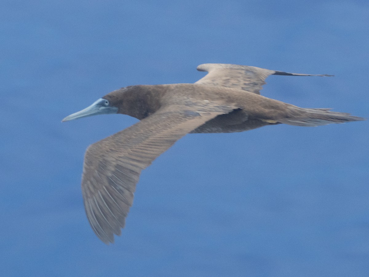 Brown Booby - ML643667263