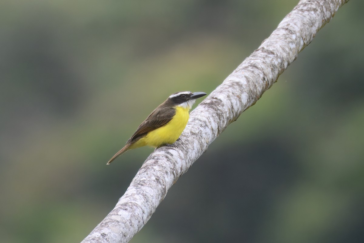 Boat-billed Flycatcher (South American) - ML643667265
