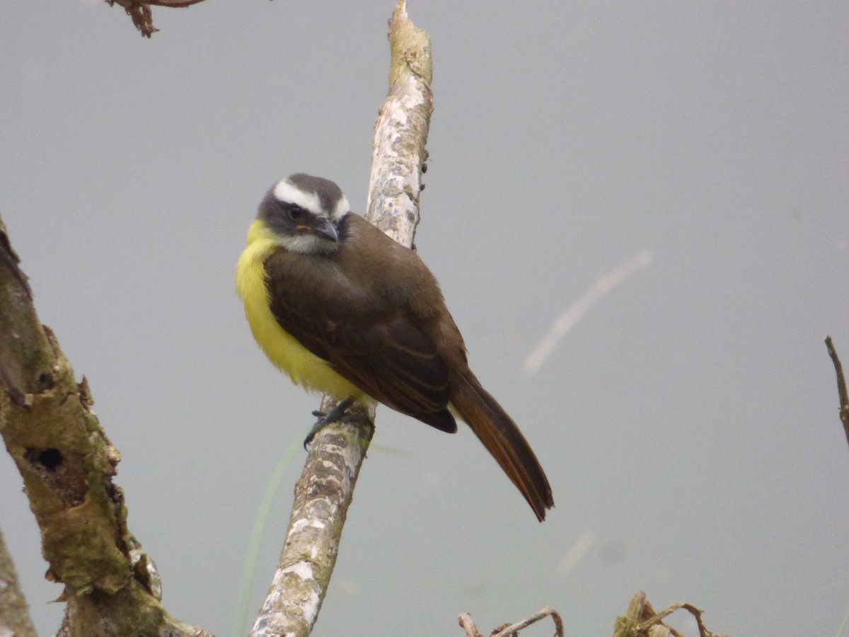 Красношапочный бентеви [группа similis] - ML643667298