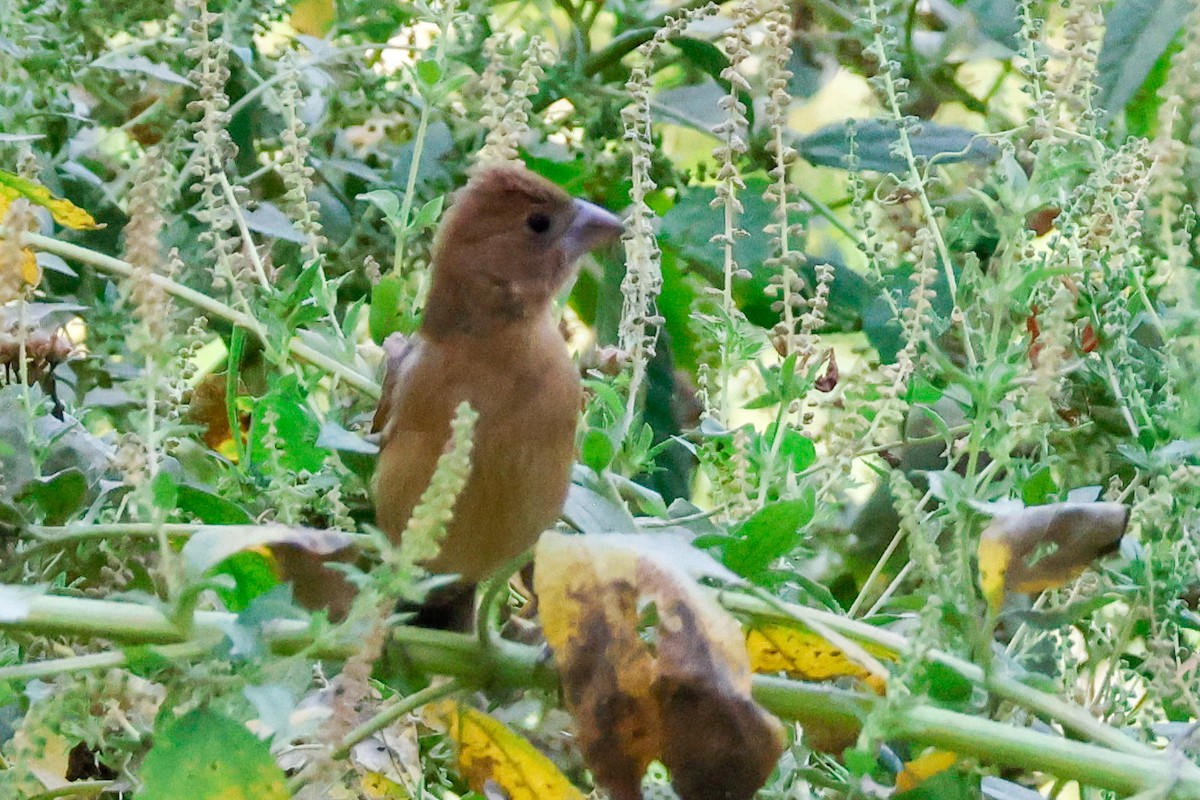 Blue Grosbeak - ML643667305