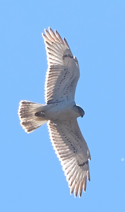 Ferruginous Hawk - ML643667320