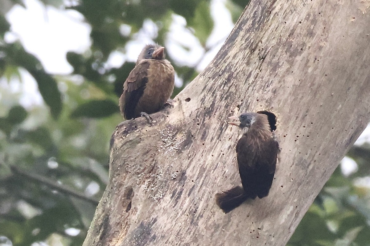 Naked-faced Barbet - ML643667327