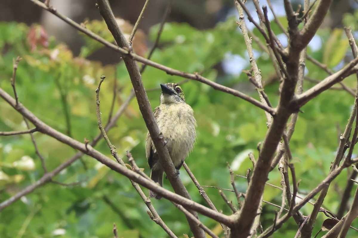 Speckled Tinkerbird - ML643667329