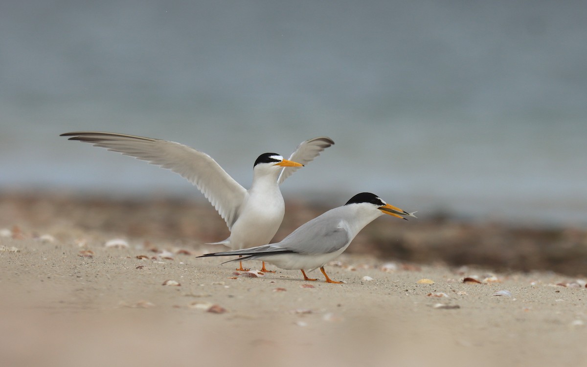 Least Tern - ML643667331