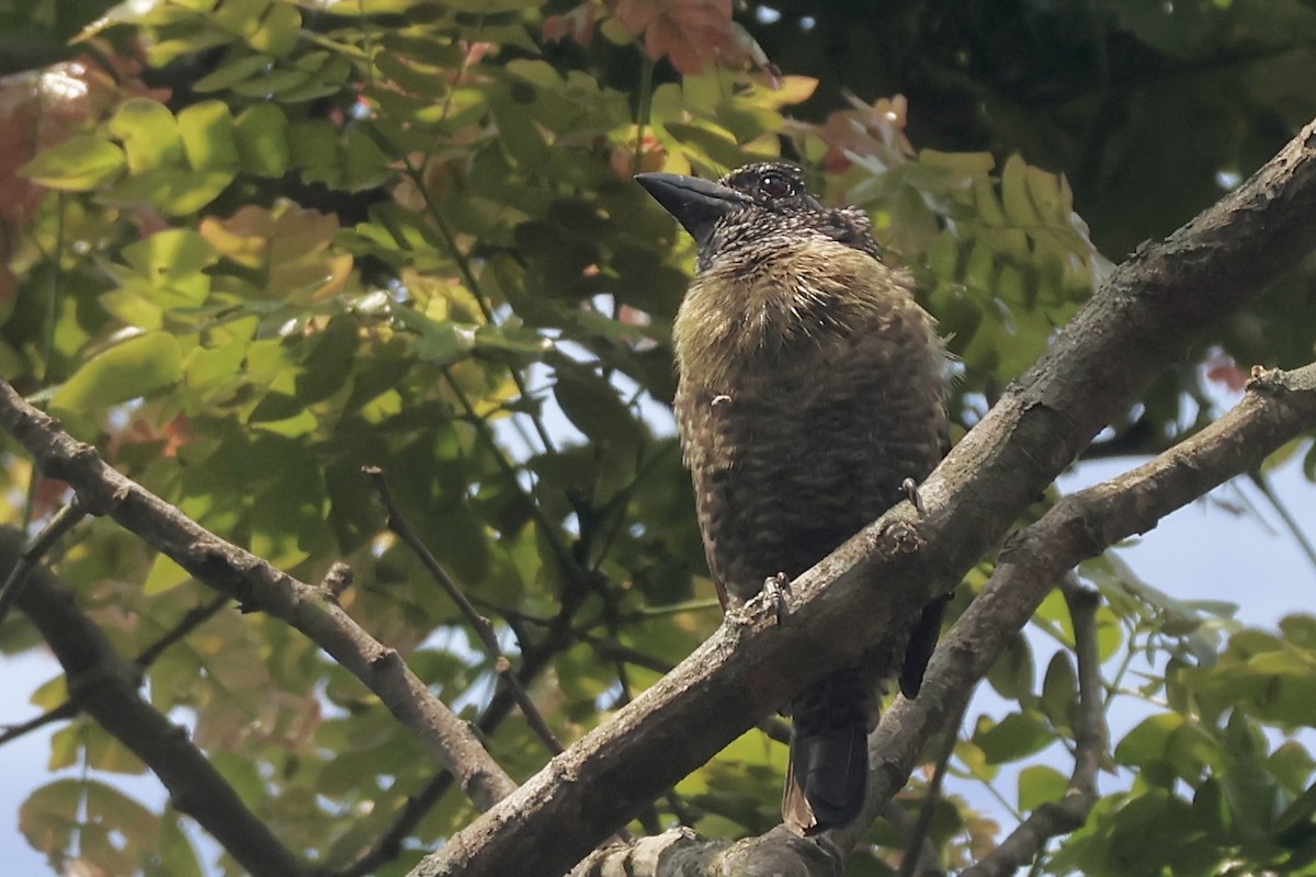 Hairy-breasted Barbet - ML643667343
