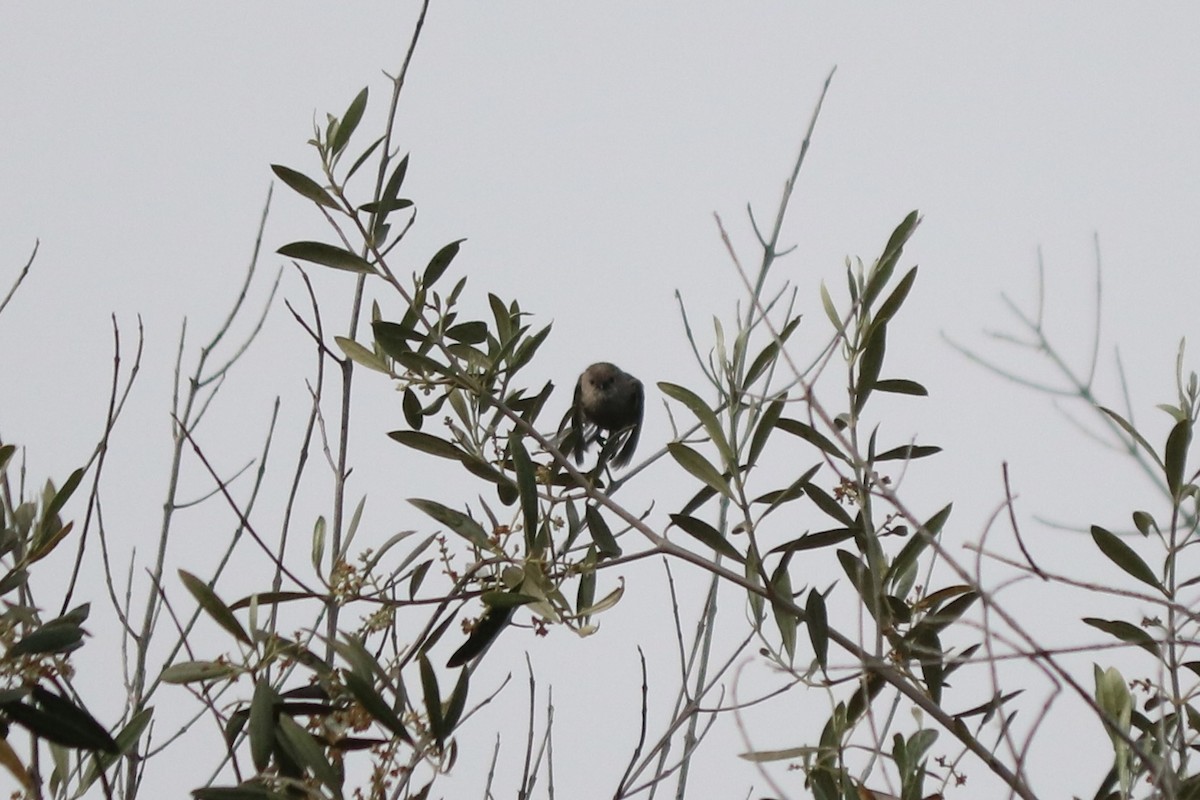 Bushtit - ML643667350