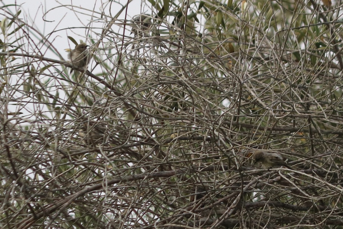 Bushtit - ML643667351