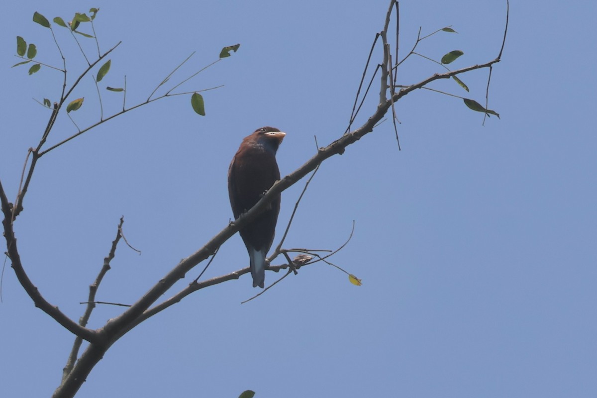Carraca Gorjiazul - ML643667367