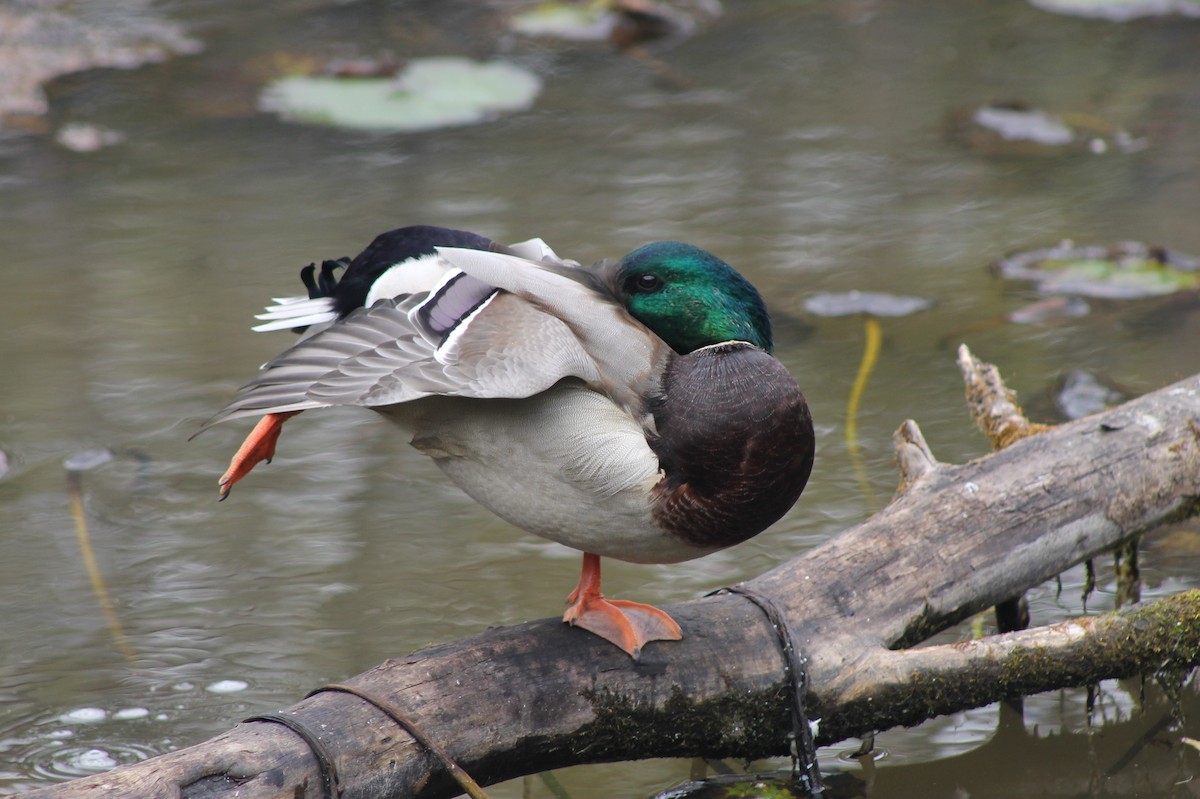 Mallard - ML643667383