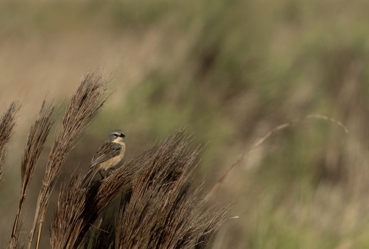 rørspurv - ML643667387