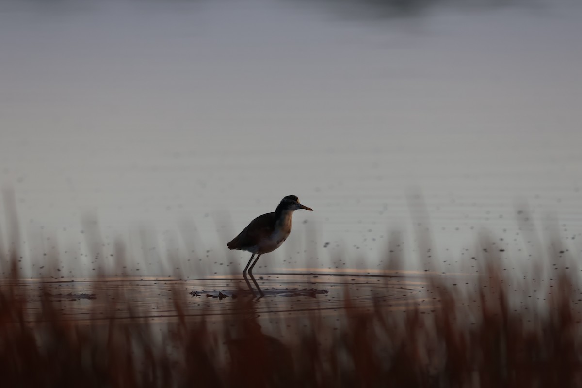 Northern Jacana - ML643667389