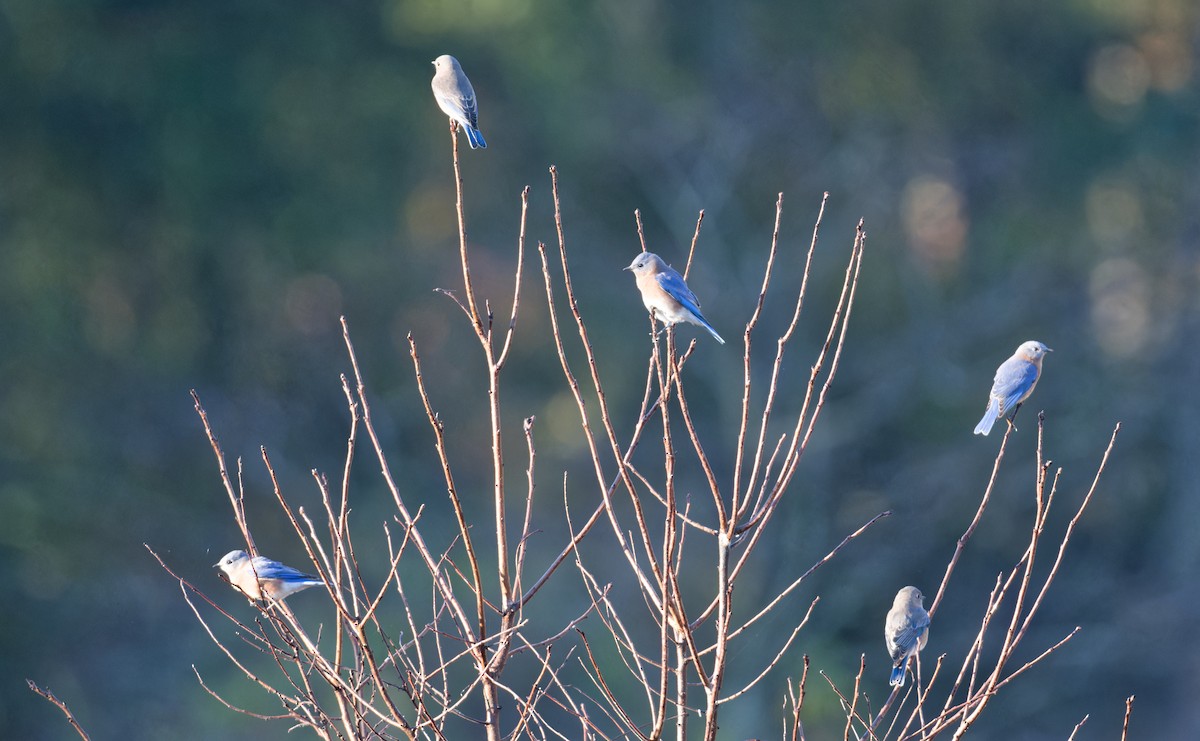 Eastern Bluebird - ML643667396
