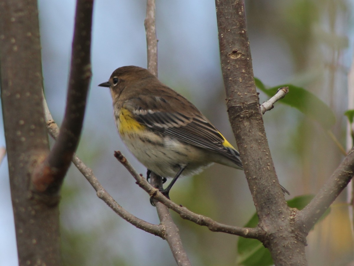 Yellow-rumped Warbler - ML643667402
