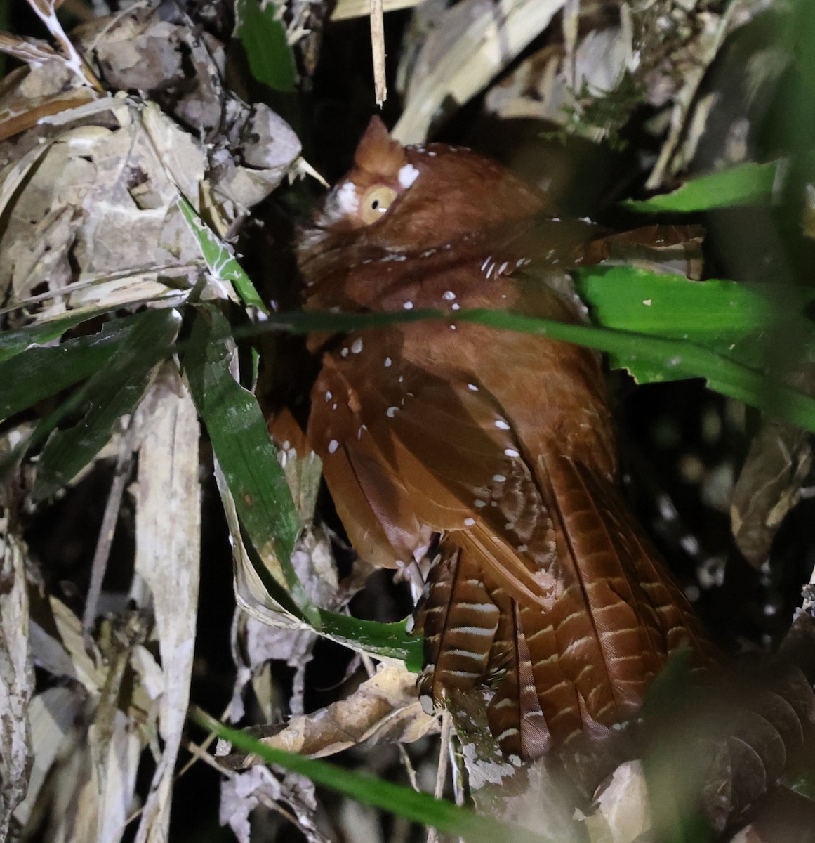 Starry Owlet-nightjar - ML643667411