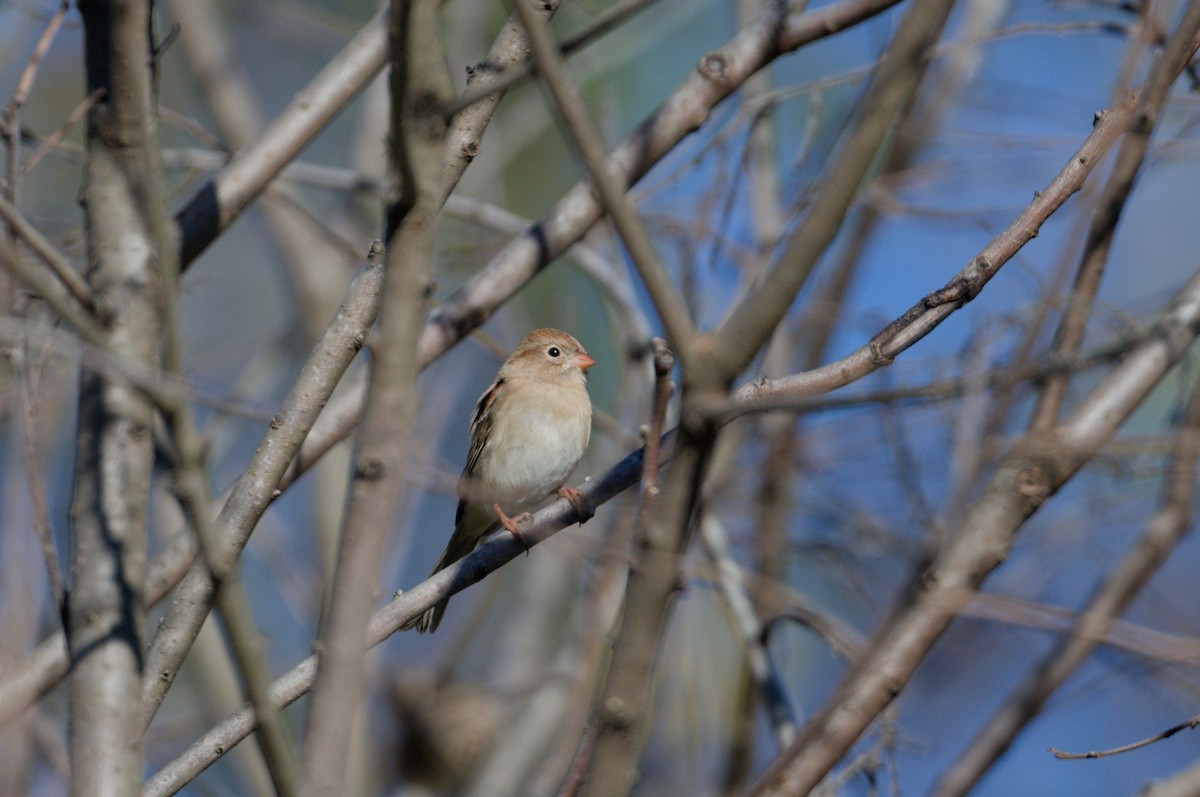 Field Sparrow - ML643667412