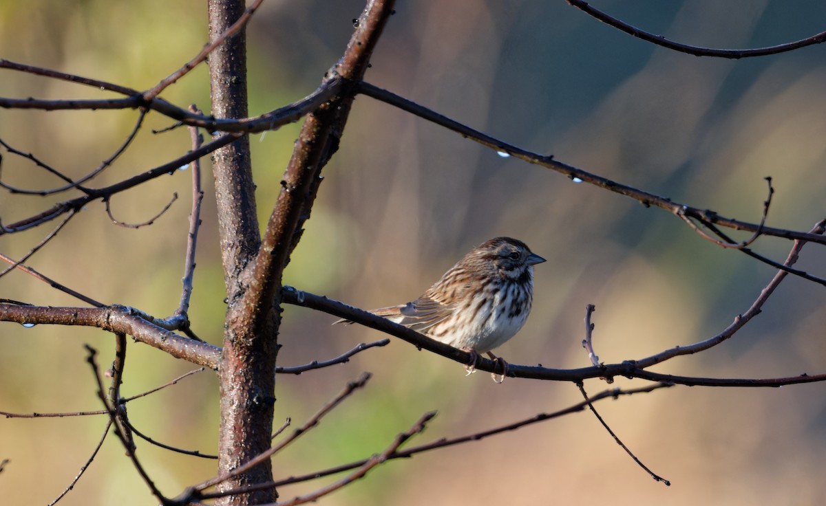 Song Sparrow - ML643667423