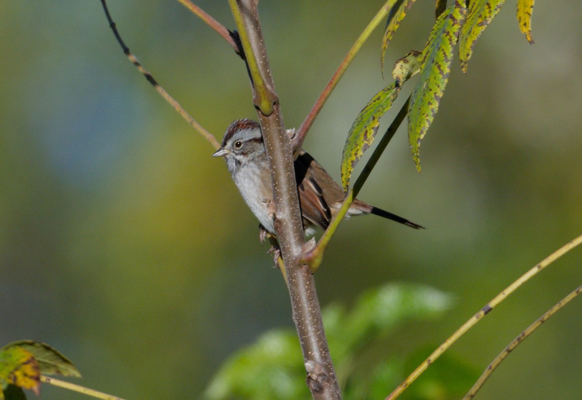 Swamp Sparrow - ML643667439