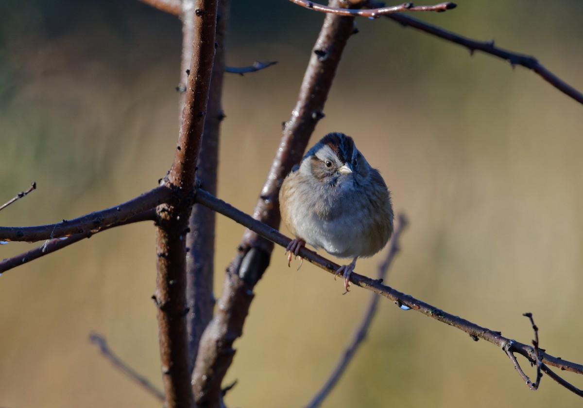 Swamp Sparrow - ML643667441
