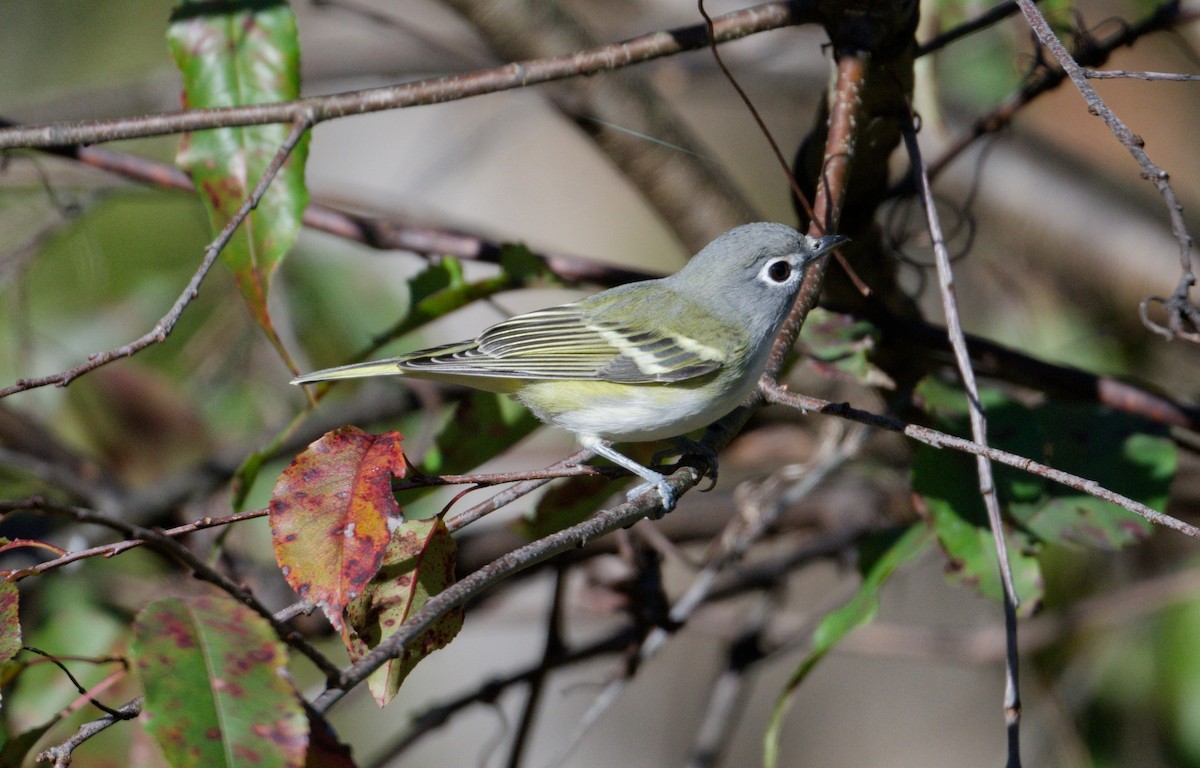 Blue-headed Vireo - ML643667460