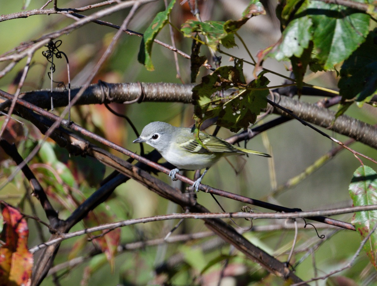 Blue-headed Vireo - ML643667461