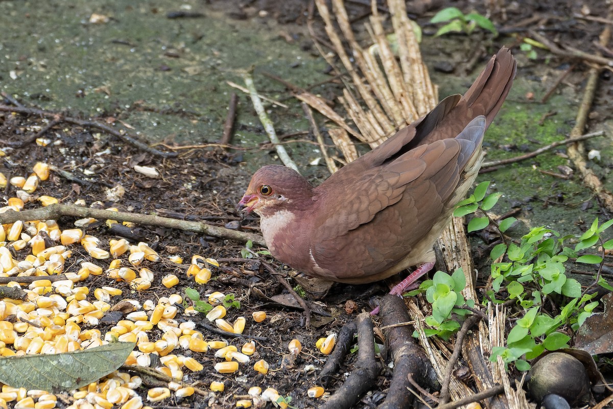 holub hnědočervený - ML643667462