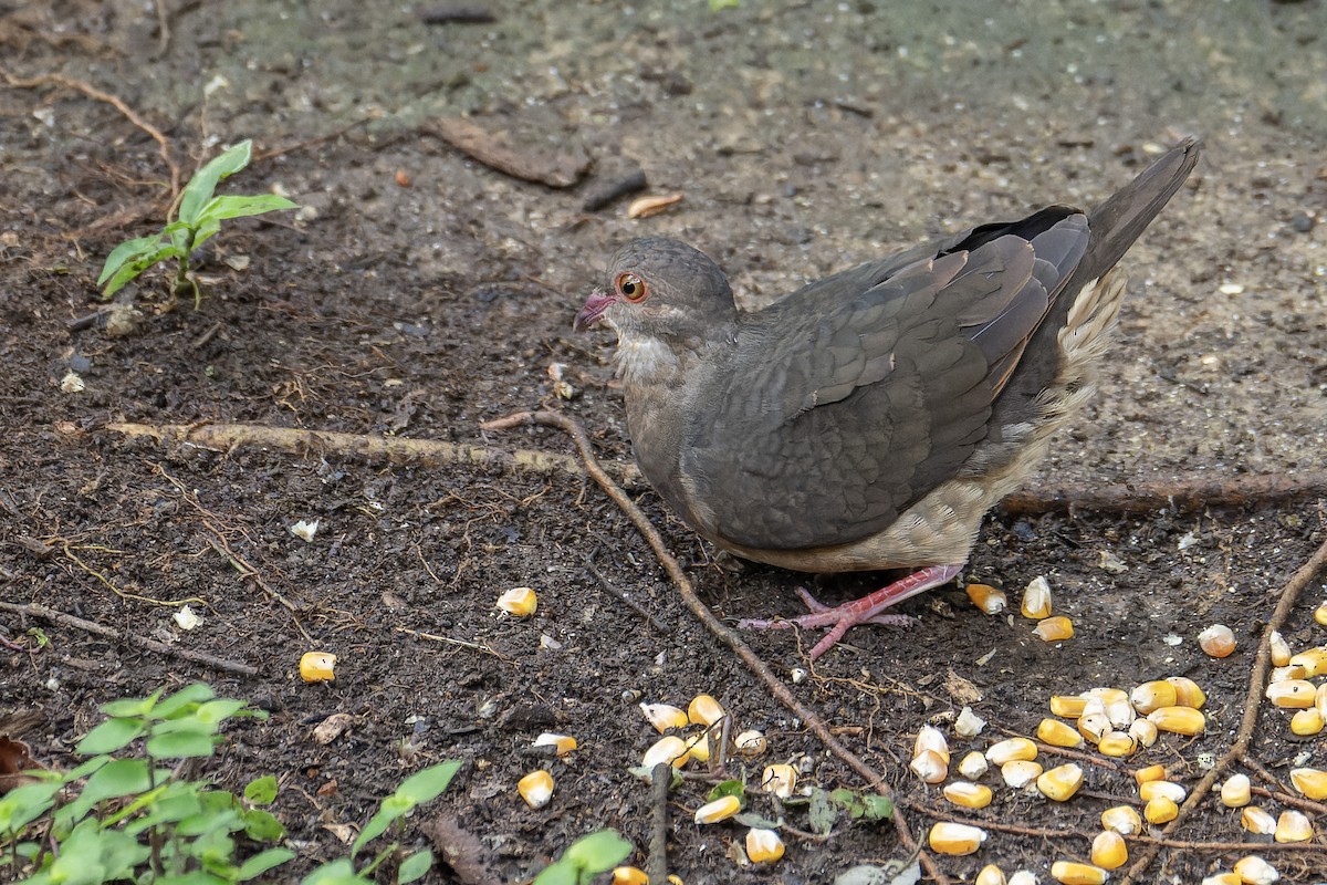 holub hnědočervený - ML643667463