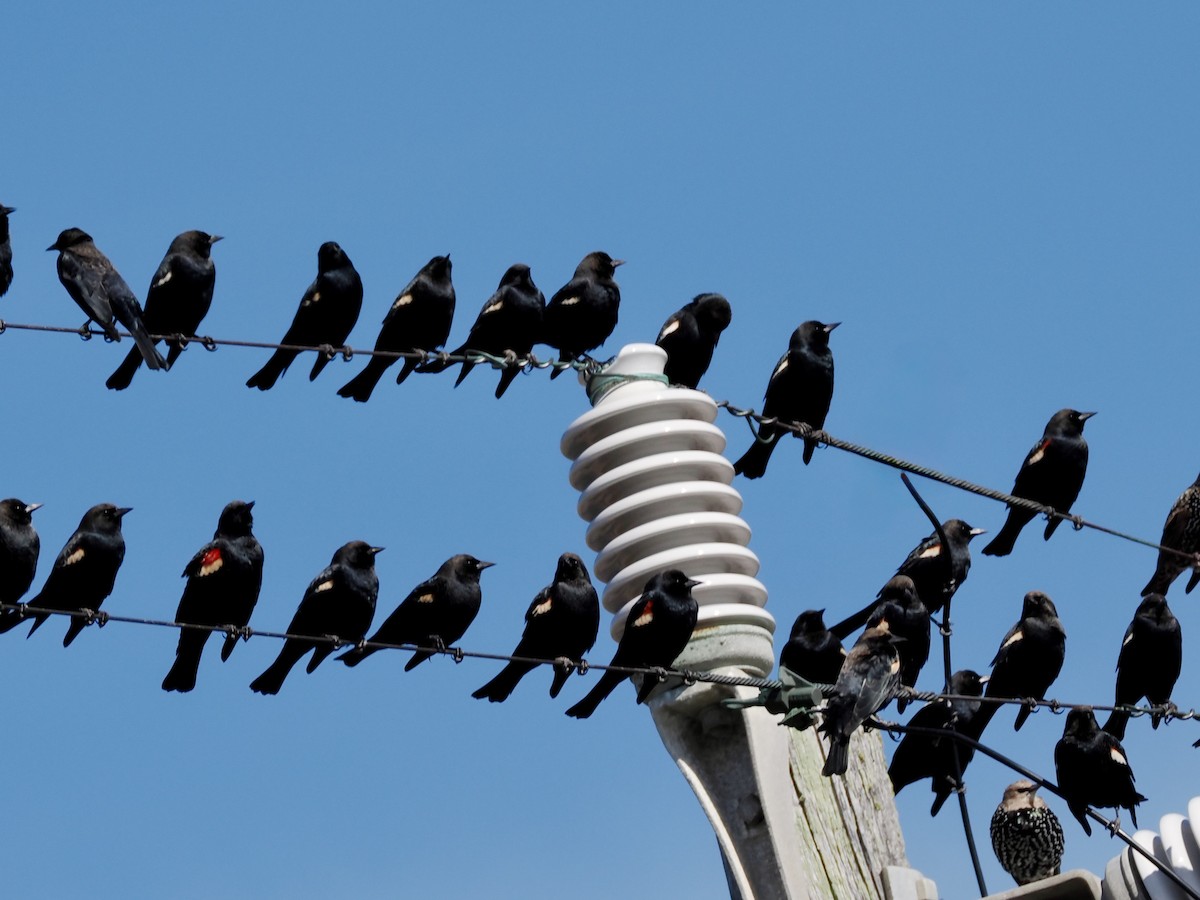 Tricolored Blackbird - ML643667464