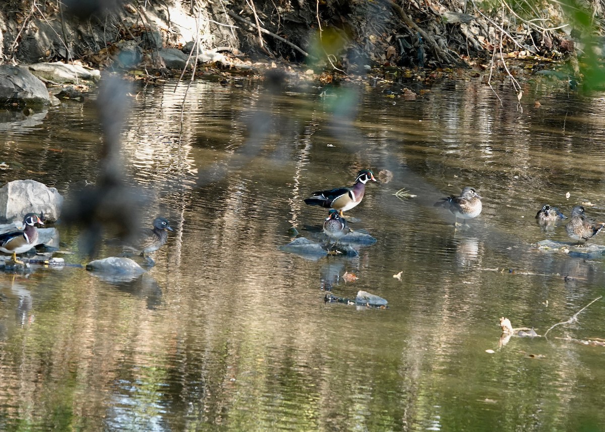 Wood Duck - ML643667467