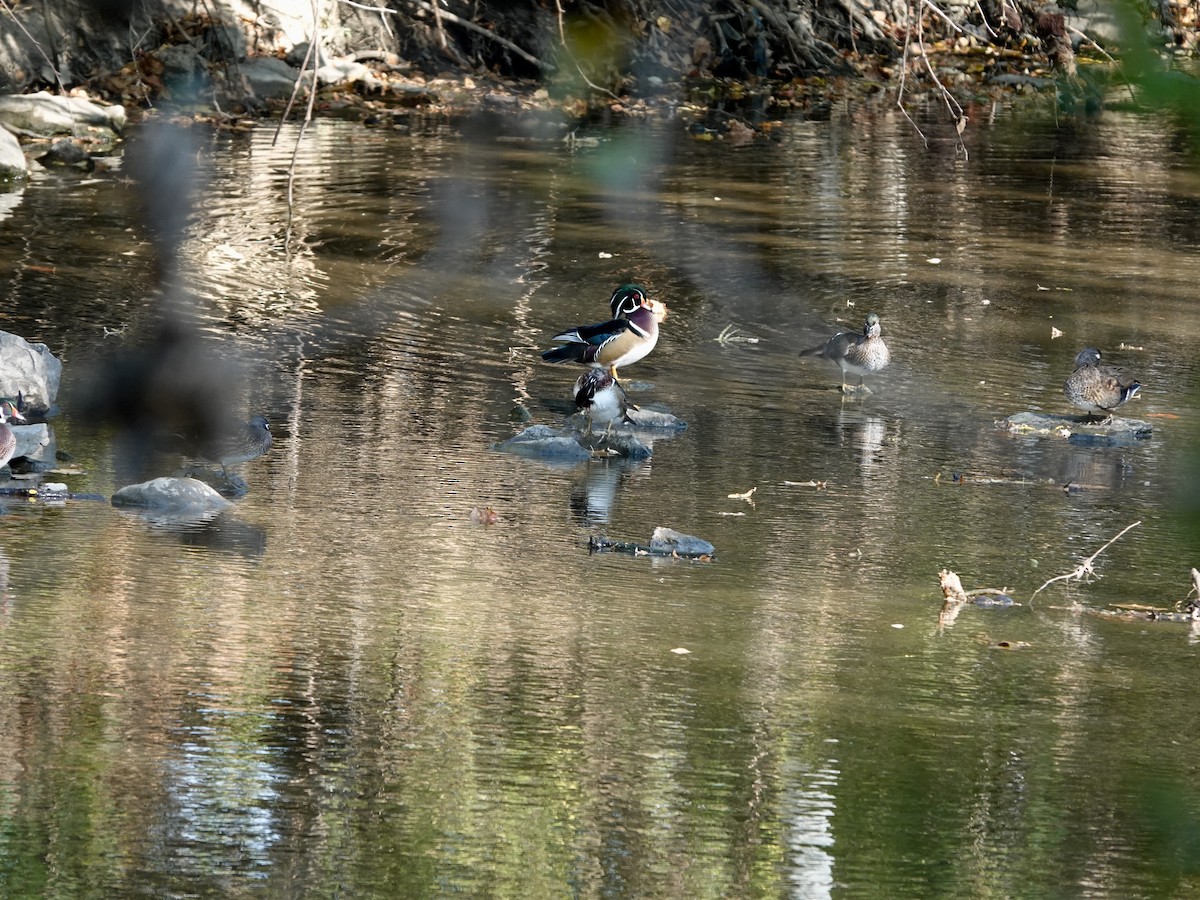 Wood Duck - ML643667468