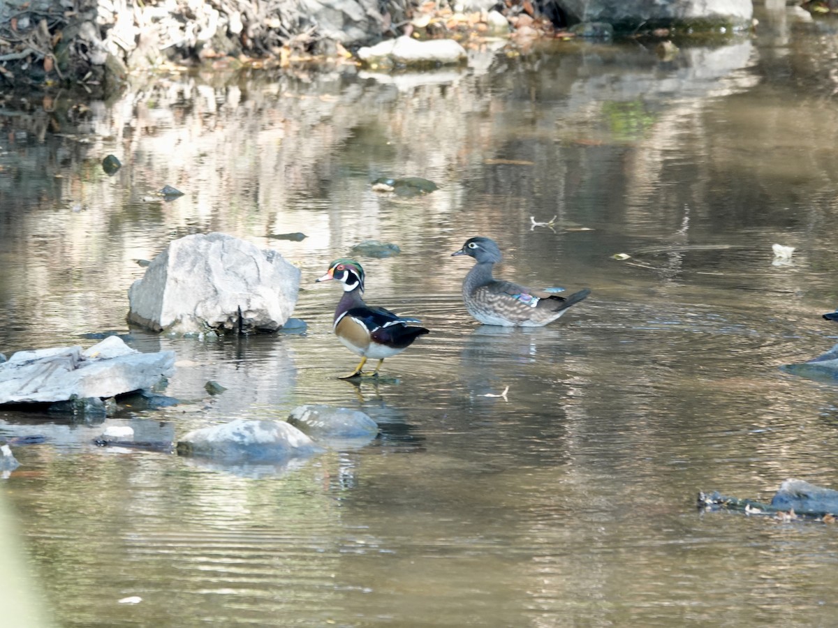 Wood Duck - ML643667469