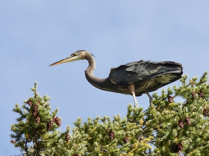 Great Blue Heron - ML643667479