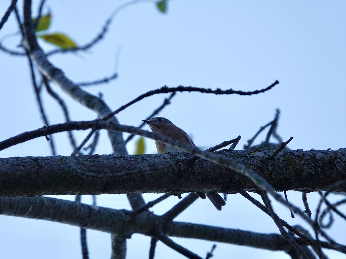 Eastern Bluebird - ML643667488
