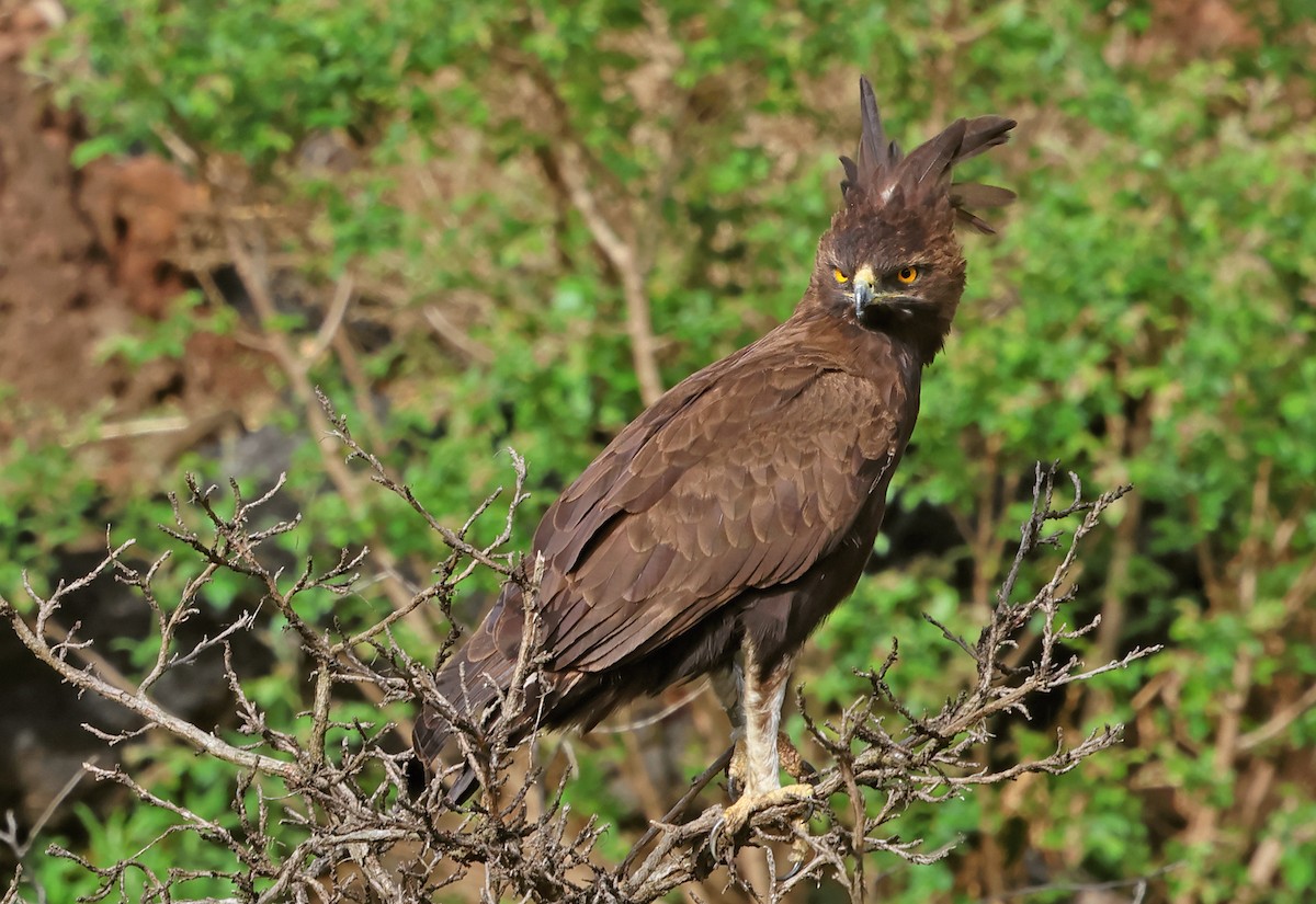 Long-crested Eagle - ML643667489