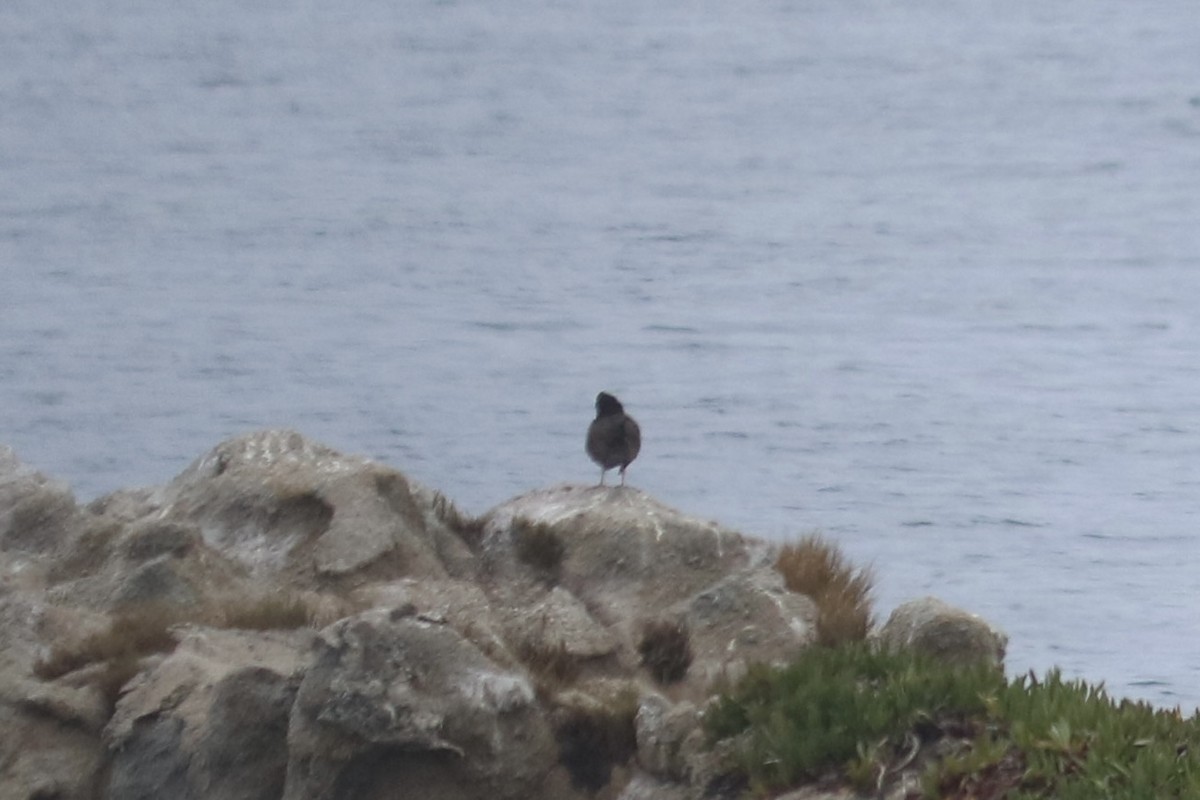 Black Oystercatcher - ML643667491
